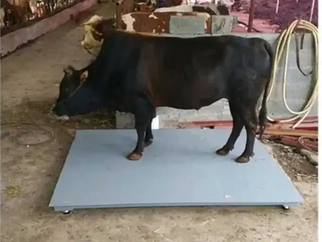 Тарозу, Душанбе