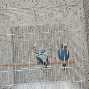 Попугай пара, Душанбе