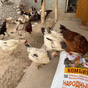 Куры Рябушка ва ломан Браун, Душанбе