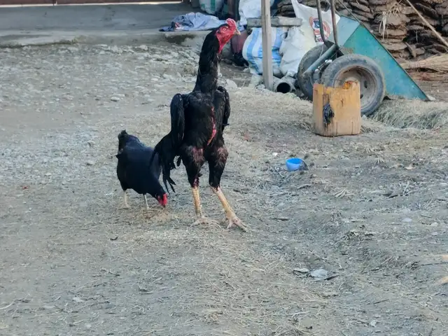 Чучаи дакан, Рӯдакӣ