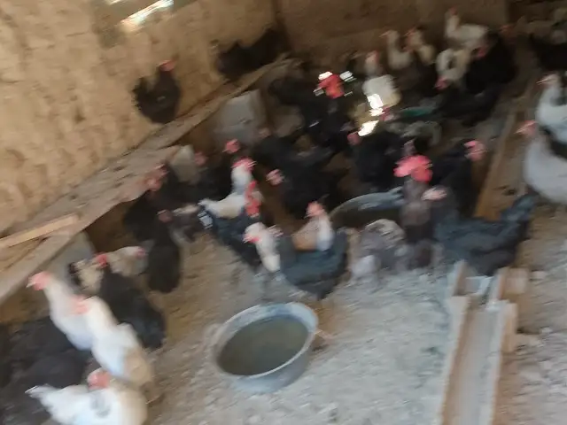 Мург, Бобоҷон Ғафуров