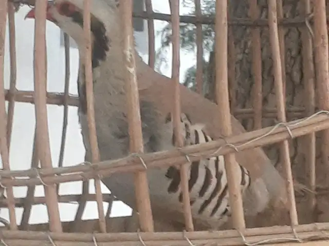 Кабк, Душанбе