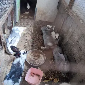 Харгуш, Худжанд