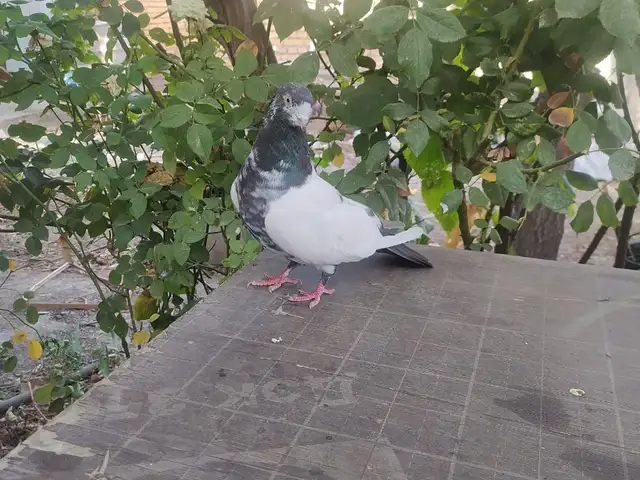 Кафтар, Ҳисор