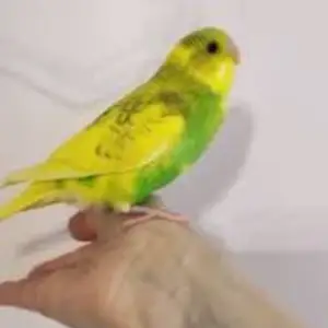 Попугай, Душанбе