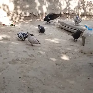 Кафтар, Душанбе