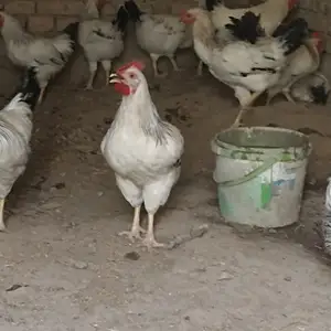 Хурузои рябушка, Душанбе