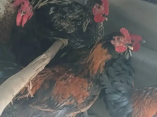 Хурузчуча, Исфара