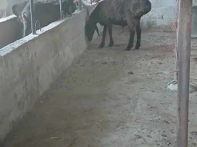 Кучкор, Шаҳринав