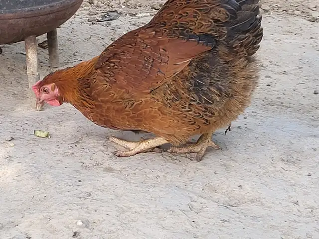 Курица, Душанбе