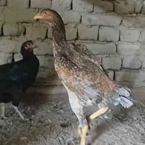 Дакан, Канибадам