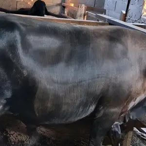 Буқа, Худжанд