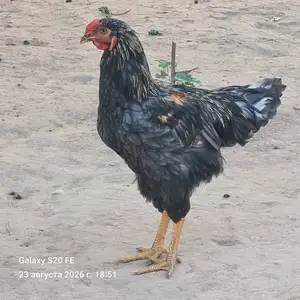 Чучаи мург, Турсунзаде