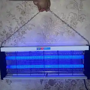 Ловушка для насекомых, Душанбе