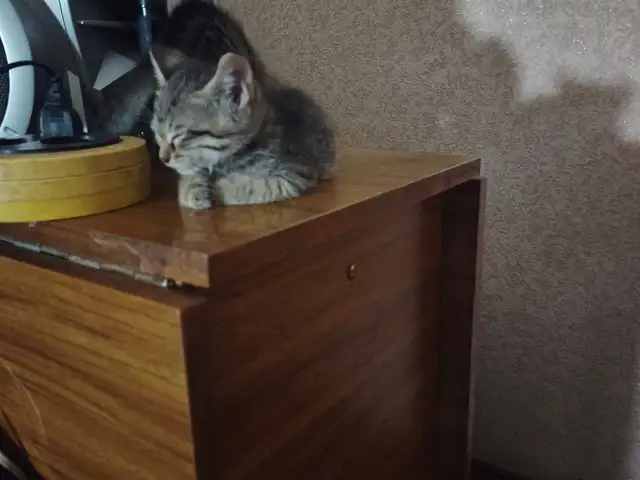 Кошка в хорошие руки, Хуҷанд
