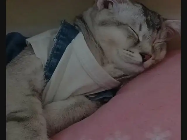 Кот, Душанбе