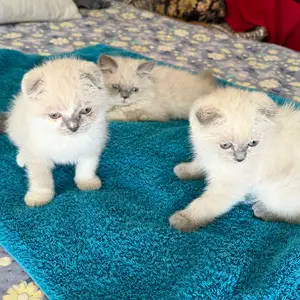 Шотландские вислоухие котята, Худжанд