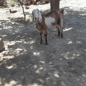 Буз, Худжанд