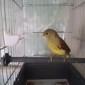 Самчка, Душанбе