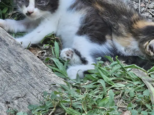 Кошечки бесплатно, Худжанд