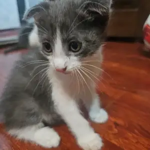 Вислоухие Котята, Худжанд