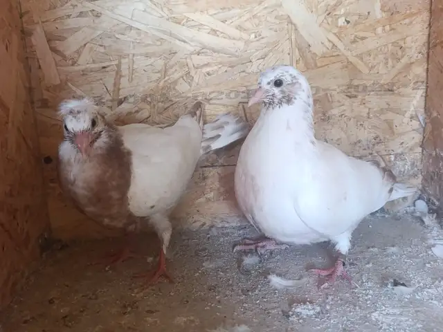 Кафтар, Душанбе