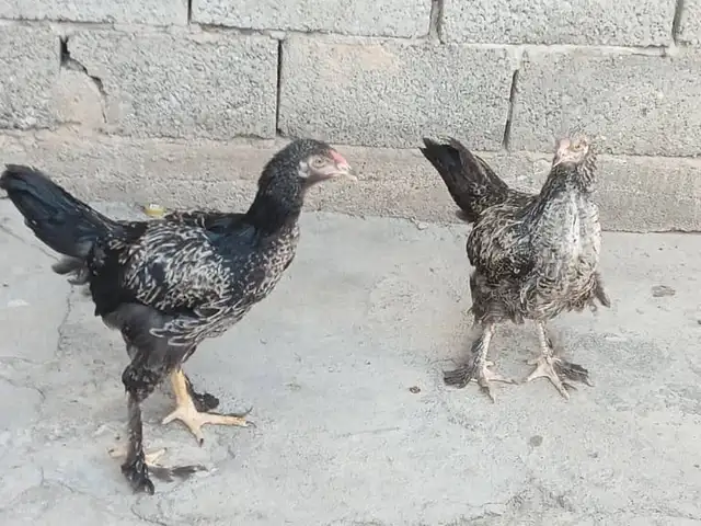 Куры Ломан Браун, Душанбе