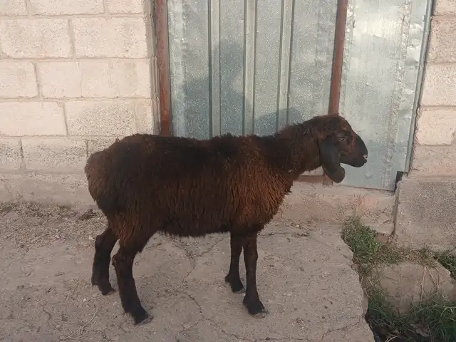Барра, Яван
