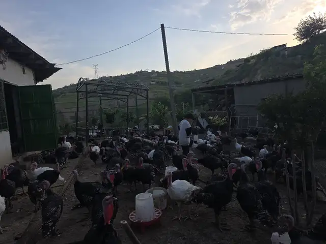 Индюк, Душанбе