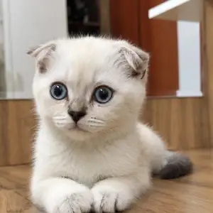 Вислоухий шотландский котенок, Душанбе