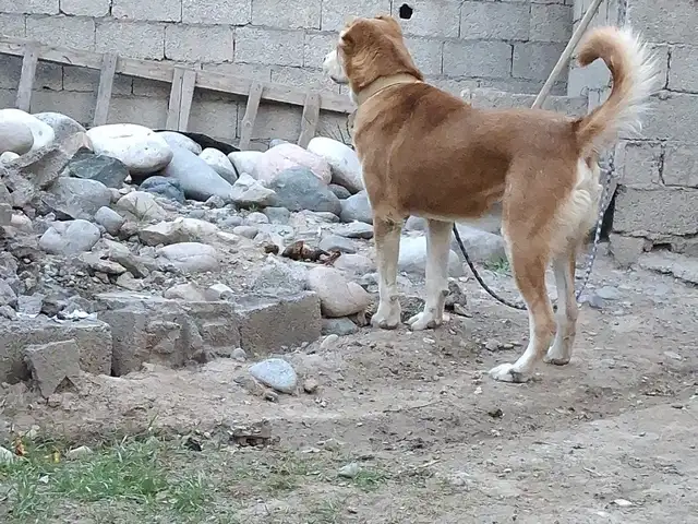 Алабай, Варзоб