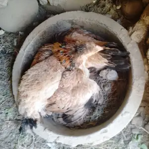 Мурги Курк, Конибодом