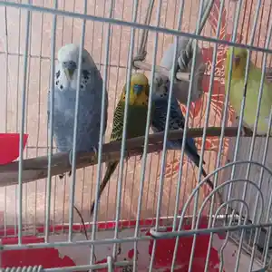Попугай, Душанбе