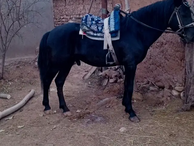 Асп, Куляб