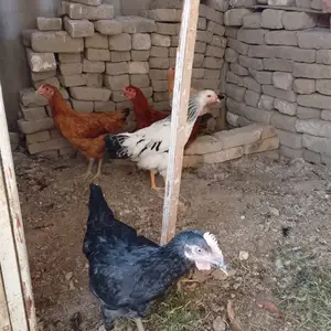 Чучахо, Худжанд