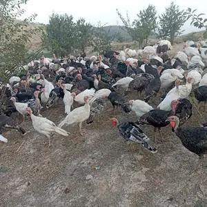 Индуки хонаги, Душанбе