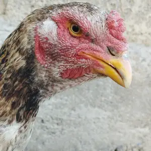 Дакан, Вахдат