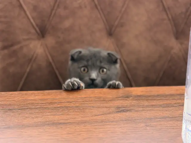Шотландский порода вислоухий кот, Хуҷанд