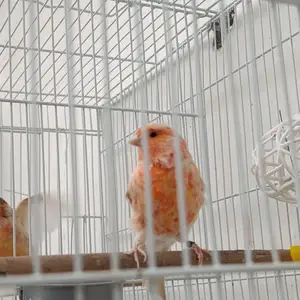Канарейка, Душанбе