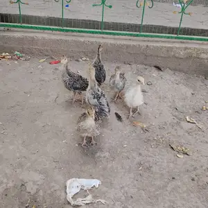 Индюк, Душанбе