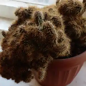Кактус, Душанбе
