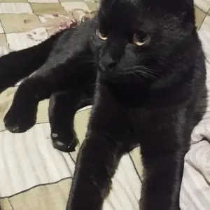 Кот даром, Душанбе