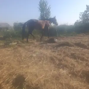 Аспхо, Худжанд