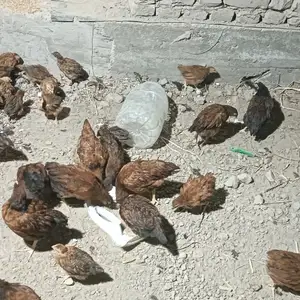 Чучаи ломан браун, Хуҷанд