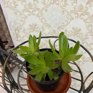 Растение Каменная роза, Душанбе
