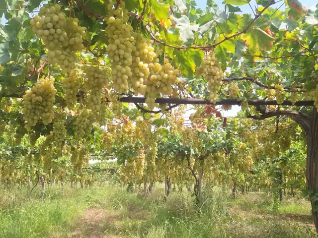 Ангур, Шахринав