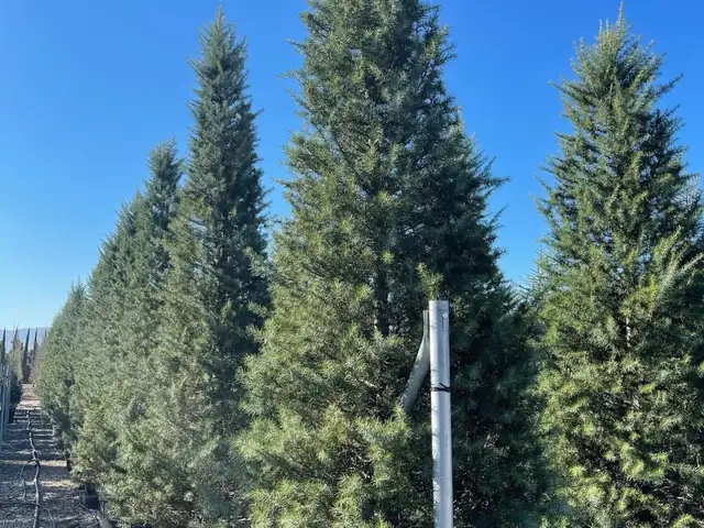 Ель, Душанбе