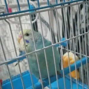 Попугай, Душанбе