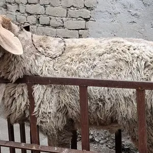 Кучкор, Худжанд