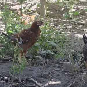 Мург зоти Ломан Браун, Турсунзаде